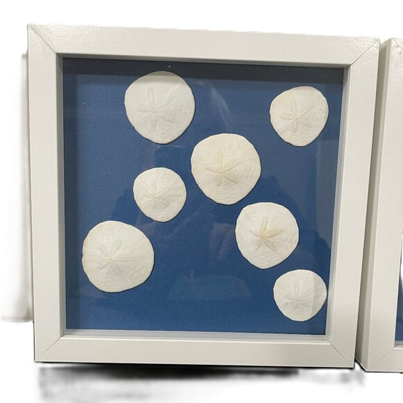 Real Sand Dollar Pictures Set of 2 - Picture 2 of 7